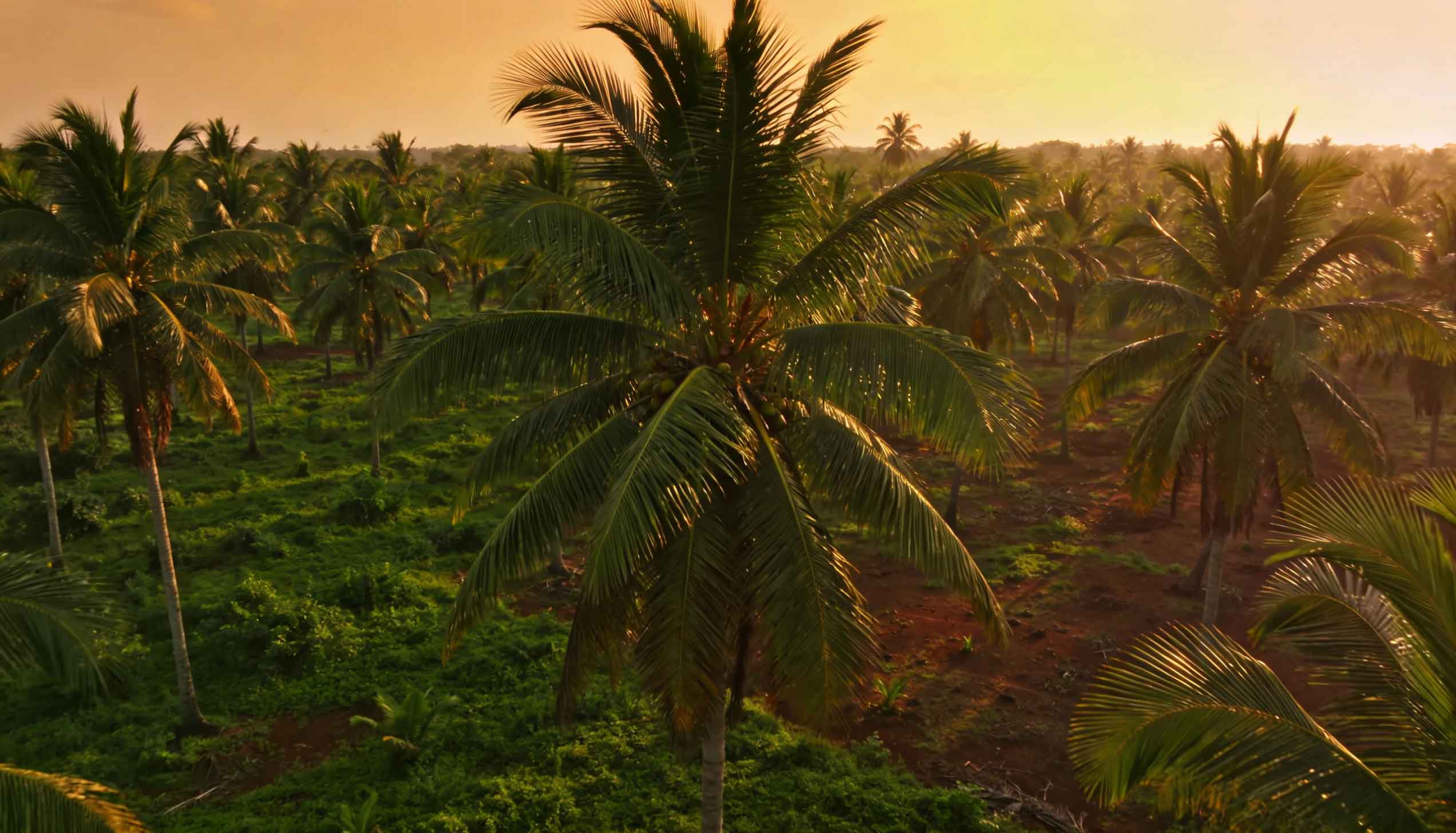 Coconut palm grove in Ghana at golden hour
